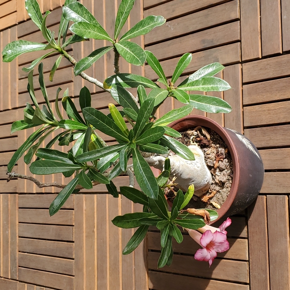 Desert Rose -large - Picture 1 of 4